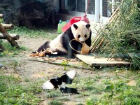 A giant panda eats at the Beijing Zoo in Beijing, China, on October 14, 2024. (