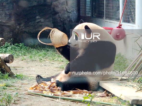 A giant panda eats at the Beijing Zoo in Beijing, China, on October 14, 2024. 