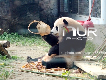 A giant panda eats at the Beijing Zoo in Beijing, China, on October 14, 2024. (