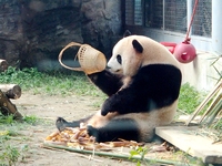 A giant panda eats at the Beijing Zoo in Beijing, China, on October 14, 2024. (