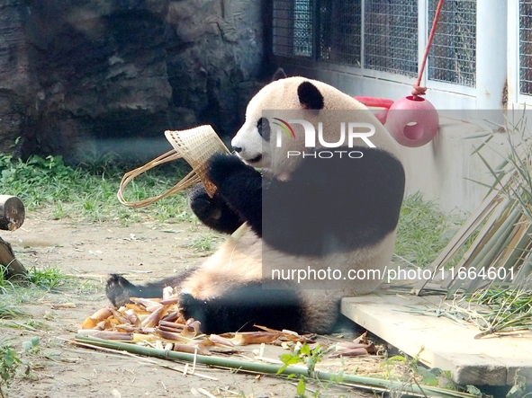 A giant panda eats at the Beijing Zoo in Beijing, China, on October 14, 2024. 