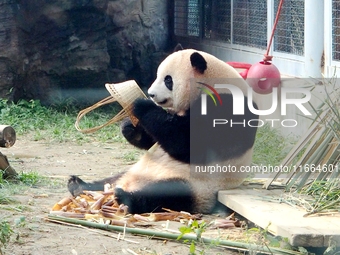 A giant panda eats at the Beijing Zoo in Beijing, China, on October 14, 2024. (