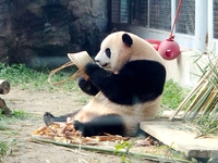 A giant panda eats at the Beijing Zoo in Beijing, China, on October 14, 2024. (