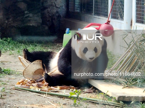 A giant panda eats at the Beijing Zoo in Beijing, China, on October 14, 2024. 