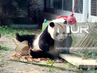 A giant panda eats at the Beijing Zoo in Beijing, China, on October 14, 2024. (