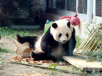 A giant panda eats at the Beijing Zoo in Beijing, China, on October 14, 2024. (