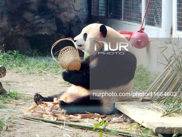 A giant panda eats at the Beijing Zoo in Beijing, China, on October 14, 2024. 