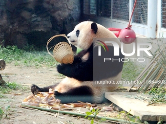 A giant panda eats at the Beijing Zoo in Beijing, China, on October 14, 2024. (