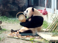 A giant panda eats at the Beijing Zoo in Beijing, China, on October 14, 2024. (