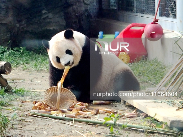 A giant panda eats at the Beijing Zoo in Beijing, China, on October 14, 2024. 