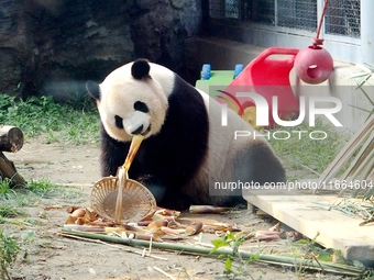 A giant panda eats at the Beijing Zoo in Beijing, China, on October 14, 2024. (