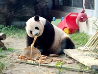 A giant panda eats at the Beijing Zoo in Beijing, China, on October 14, 2024. (