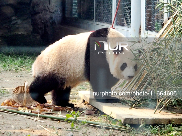 A giant panda plays at the Beijing Zoo in Beijing, China, on October 14, 2024. 