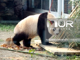 A giant panda plays at the Beijing Zoo in Beijing, China, on October 14, 2024. (