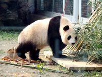 A giant panda plays at the Beijing Zoo in Beijing, China, on October 14, 2024. (