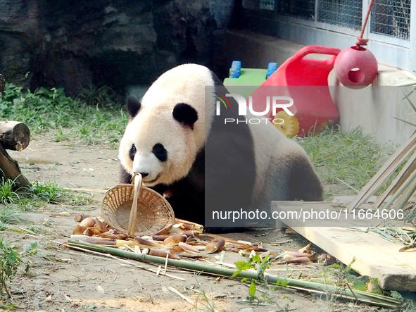 A giant panda eats at the Beijing Zoo in Beijing, China, on October 14, 2024. 