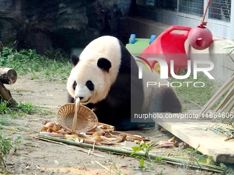 A giant panda eats at the Beijing Zoo in Beijing, China, on October 14, 2024. (