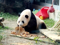 A giant panda eats at the Beijing Zoo in Beijing, China, on October 14, 2024. (