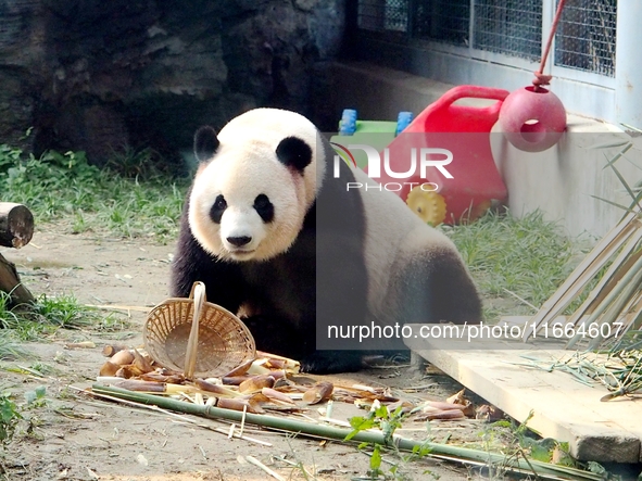 A giant panda eats at the Beijing Zoo in Beijing, China, on October 14, 2024. 