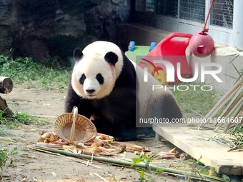 A giant panda eats at the Beijing Zoo in Beijing, China, on October 14, 2024. (