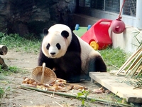 A giant panda eats at the Beijing Zoo in Beijing, China, on October 14, 2024. (