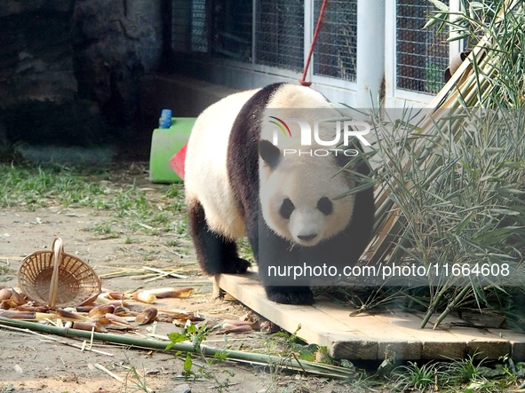 A giant panda eats at the Beijing Zoo in Beijing, China, on October 14, 2024. 