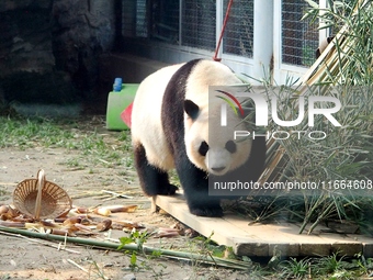 A giant panda eats at the Beijing Zoo in Beijing, China, on October 14, 2024. (