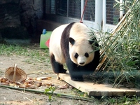 A giant panda eats at the Beijing Zoo in Beijing, China, on October 14, 2024. (