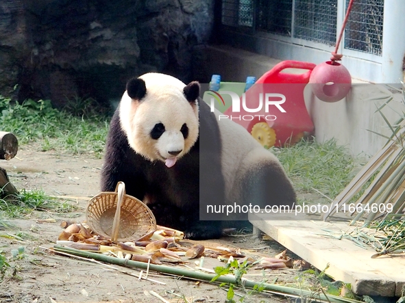 A giant panda eats at the Beijing Zoo in Beijing, China, on October 14, 2024. 