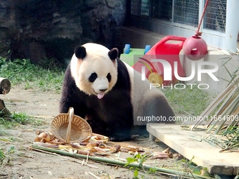 A giant panda eats at the Beijing Zoo in Beijing, China, on October 14, 2024. (