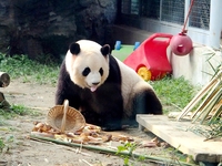 A giant panda eats at the Beijing Zoo in Beijing, China, on October 14, 2024. (