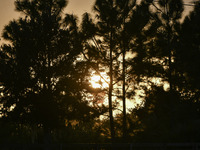 The sunset appears between clouds and trees, with an orange hue, at the end of the day on Sunday, August 13, 2023, in Florida, US. (