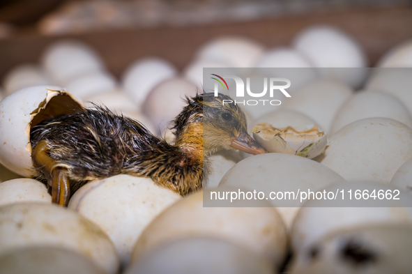 A newly hatched chick emerges from an egg incubator machine on a farm in Hanspukuria, West Bengal, India, on October 14, 2024. The global eg...