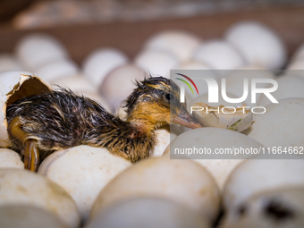 A newly hatched chick emerges from an egg incubator machine on a farm in Hanspukuria, West Bengal, India, on October 14, 2024. The global eg...