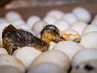 A newly hatched chick emerges from an egg incubator machine on a farm in Hanspukuria, West Bengal, India, on October 14, 2024. The global eg...