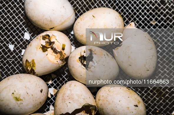 A newly hatched chick emerges from an egg incubator machine on a farm in Hanspukuria, West Bengal, India, on October 14, 2024. The global eg...