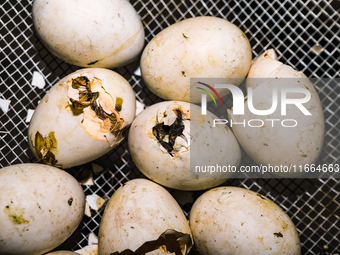 A newly hatched chick emerges from an egg incubator machine on a farm in Hanspukuria, West Bengal, India, on October 14, 2024. The global eg...