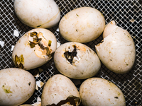 A newly hatched chick emerges from an egg incubator machine on a farm in Hanspukuria, West Bengal, India, on October 14, 2024. The global eg...