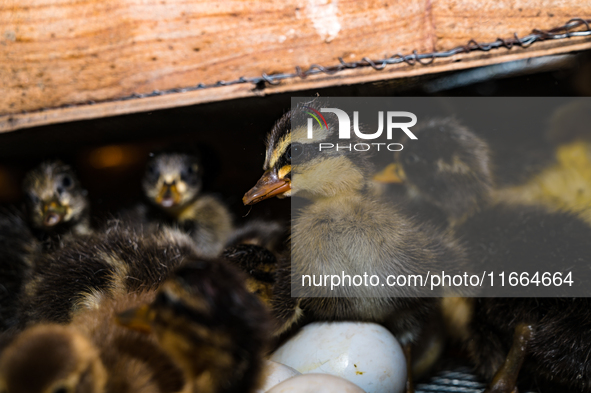 A newly hatched chick emerges from an egg incubator machine on a farm in Hanspukuria, West Bengal, India, on October 14, 2024. The global eg...