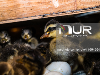 A newly hatched chick emerges from an egg incubator machine on a farm in Hanspukuria, West Bengal, India, on October 14, 2024. The global eg...