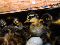 A newly hatched chick emerges from an egg incubator machine on a farm in Hanspukuria, West Bengal, India, on October 14, 2024. The global eg...