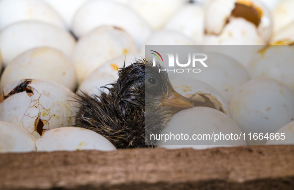 A newly hatched chick emerges from an egg incubator machine on a farm in Hanspukuria, West Bengal, India, on October 14, 2024. The global eg...