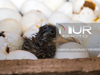 A newly hatched chick emerges from an egg incubator machine on a farm in Hanspukuria, West Bengal, India, on October 14, 2024. The global eg...