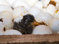 A newly hatched chick emerges from an egg incubator machine on a farm in Hanspukuria, West Bengal, India, on October 14, 2024. The global eg...