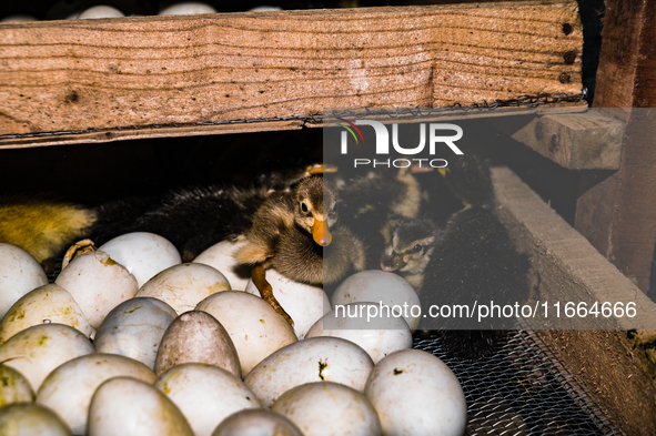 A newly hatched chick emerges from an egg incubator machine on a farm in Hanspukuria, West Bengal, India, on October 14, 2024. The global eg...