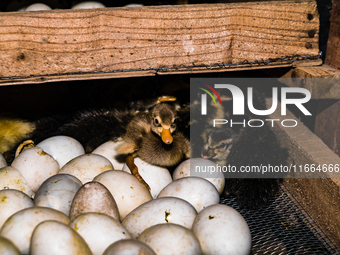 A newly hatched chick emerges from an egg incubator machine on a farm in Hanspukuria, West Bengal, India, on October 14, 2024. The global eg...