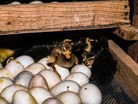 A newly hatched chick emerges from an egg incubator machine on a farm in Hanspukuria, West Bengal, India, on October 14, 2024. The global eg...