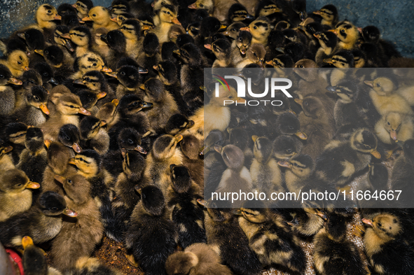 A newly hatched chick emerges from an egg incubator machine on a farm in Hanspukuria, West Bengal, India, on October 14, 2024. The global eg...