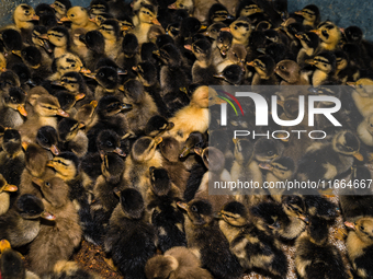 A newly hatched chick emerges from an egg incubator machine on a farm in Hanspukuria, West Bengal, India, on October 14, 2024. The global eg...