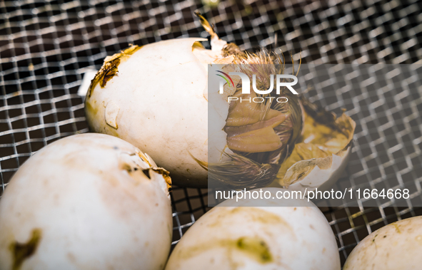 A newly hatched chick emerges from an egg incubator machine on a farm in Hanspukuria, West Bengal, India, on October 14, 2024. The global eg...